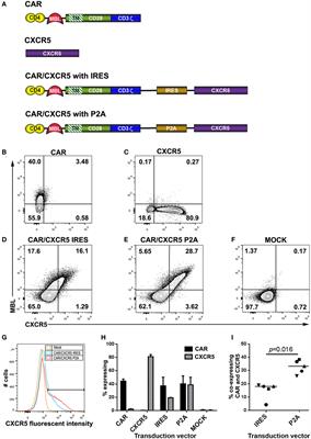 Simian Immunodeficiency Virus (SIV)-Specific Chimeric Antigen Receptor-T Cells Engineered to Target B Cell Follicles and Suppress SIV Replication